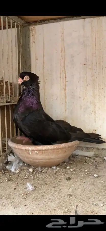 حمام صربي خوارج 0