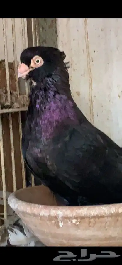 حمام صربي خوارج 4