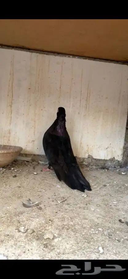 حمام صربي خوارج 2