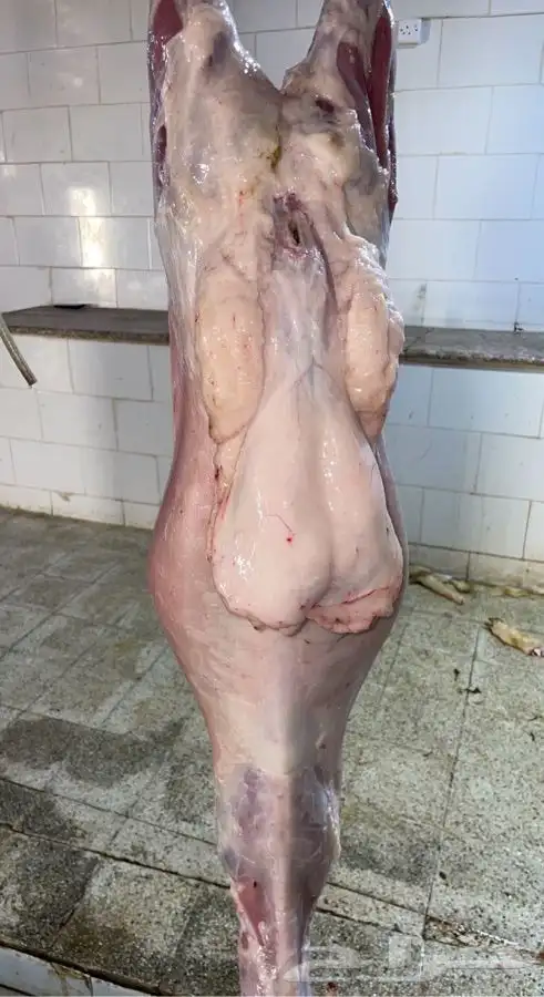 ذبايح حريه توصلك مذبوحه وجاهزه مانسبتك لاتاخذها نضمن جودتها 1