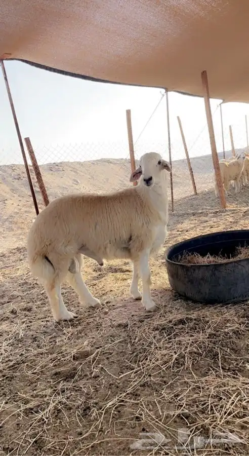 ذبايح حريه توصلك مذبوحه وجاهزه مانسبتك لاتاخذها نضمن جودتها 5