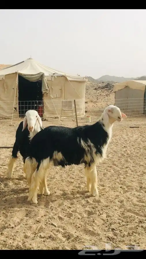 عروض النجد رقم 1 حلال ابو حمدان الحبابي 17
