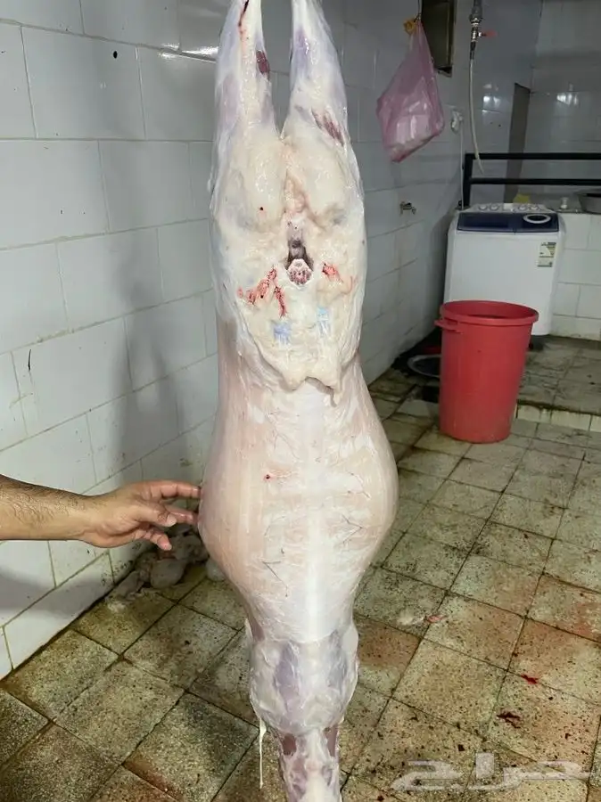 ذبايح حريه توصلك مذبوحه وجاهزه مانسبتك لاتاخذها نضمن جودتها 7