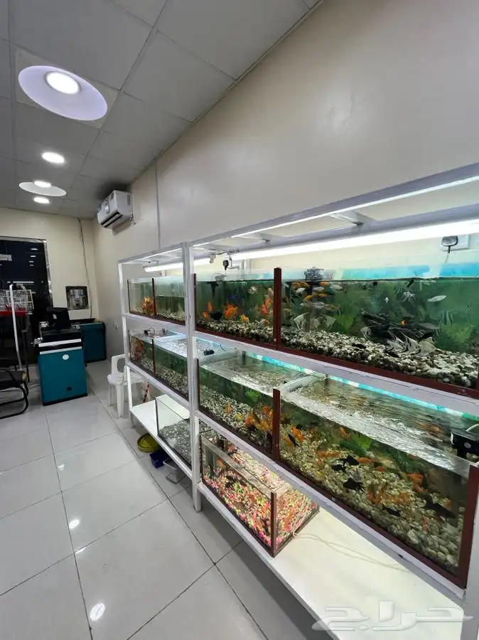 العامريه لطيور واسماك الزينه والقطط الاليفه 13