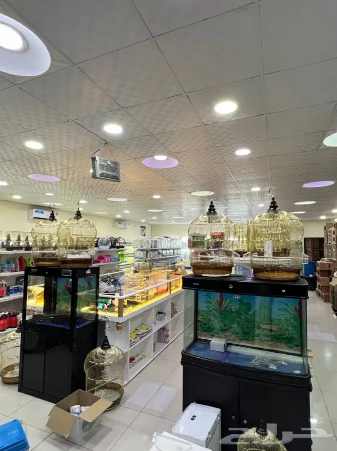 العامريه لطيور واسماك الزينه والقطط الاليفه 11