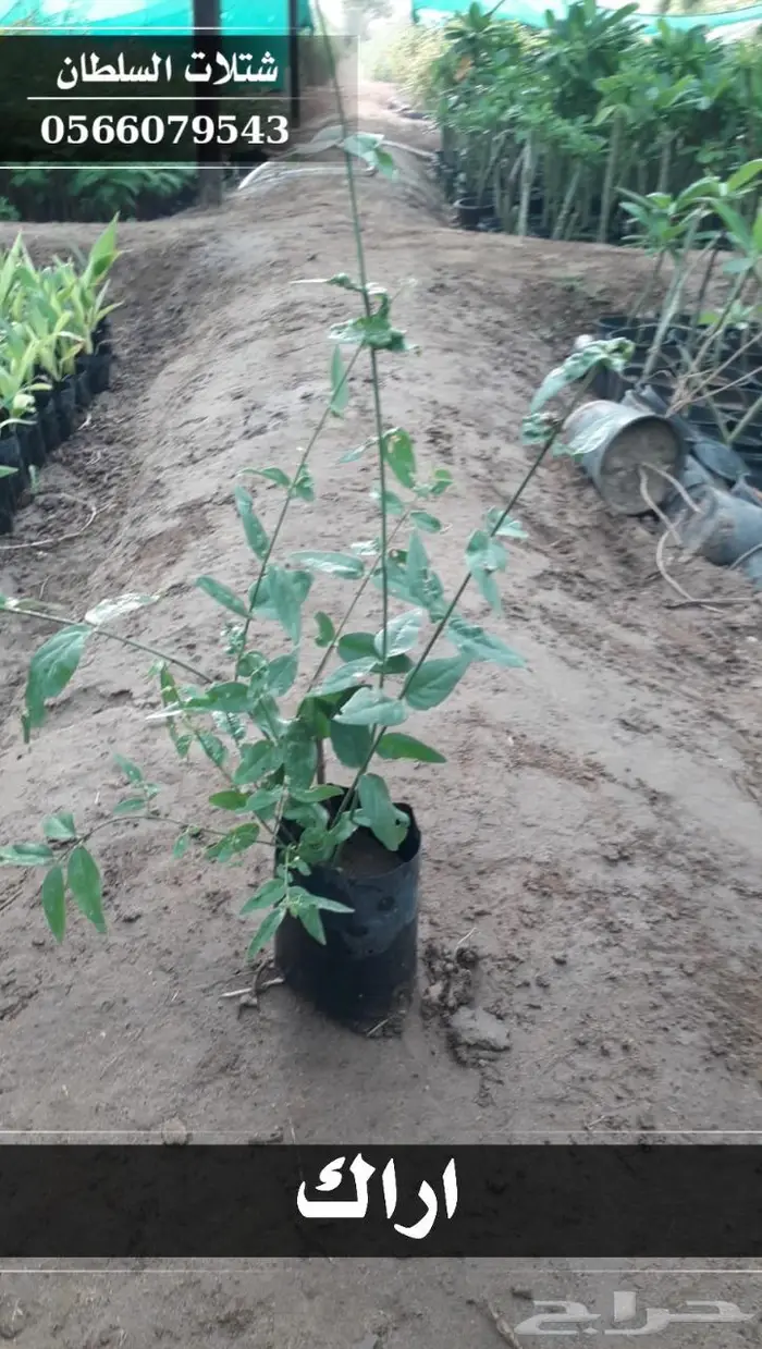 شتلات السلطان الزراعية 0566079543 11