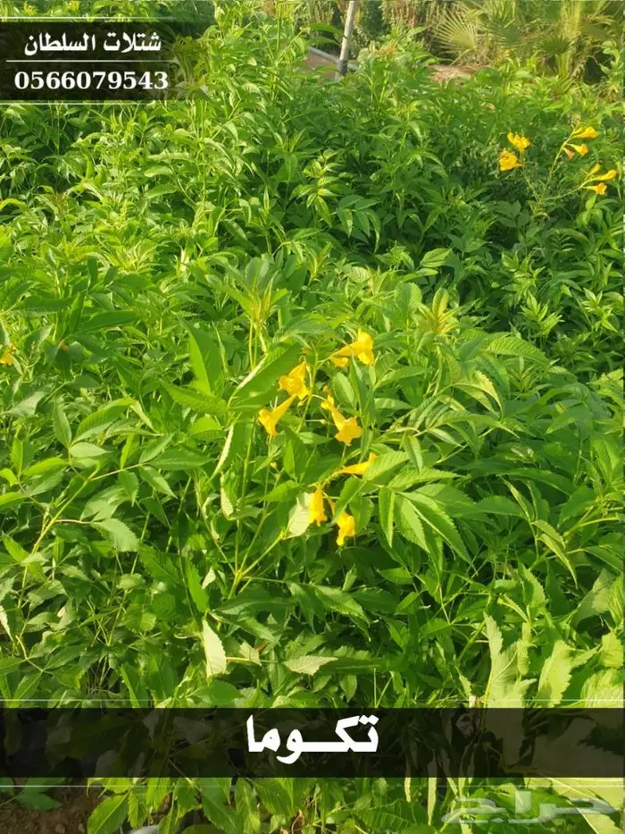 شتلات السلطان الزراعية 0566079543 8
