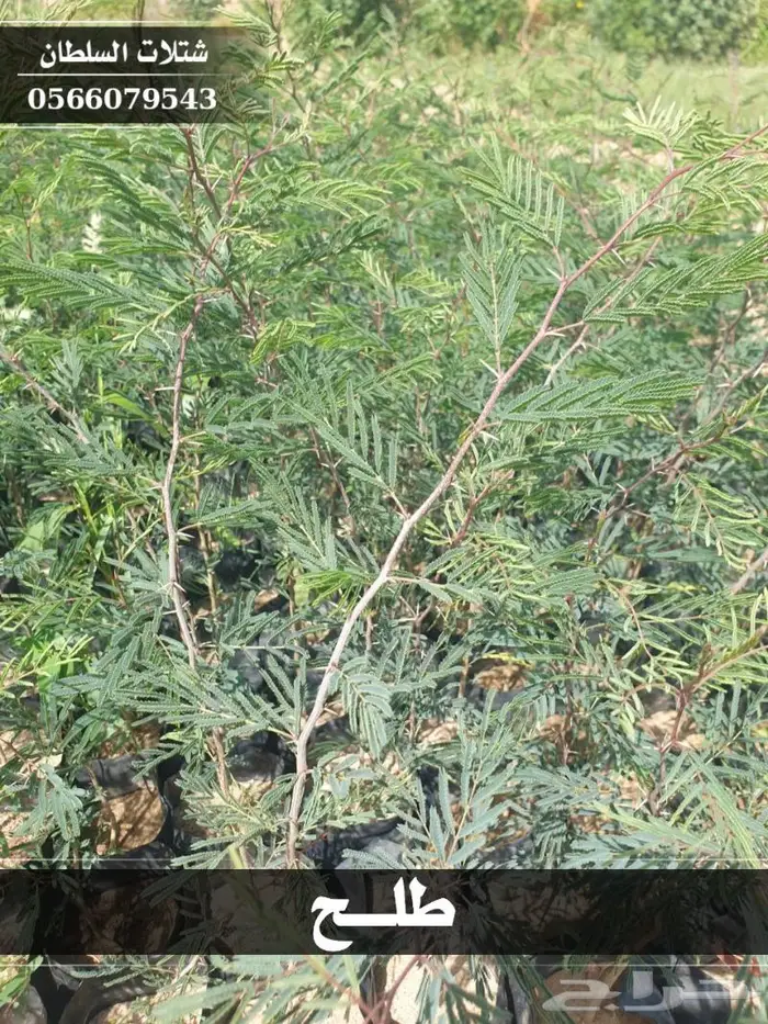 شتلات السلطان الزراعية 0566079543 10
