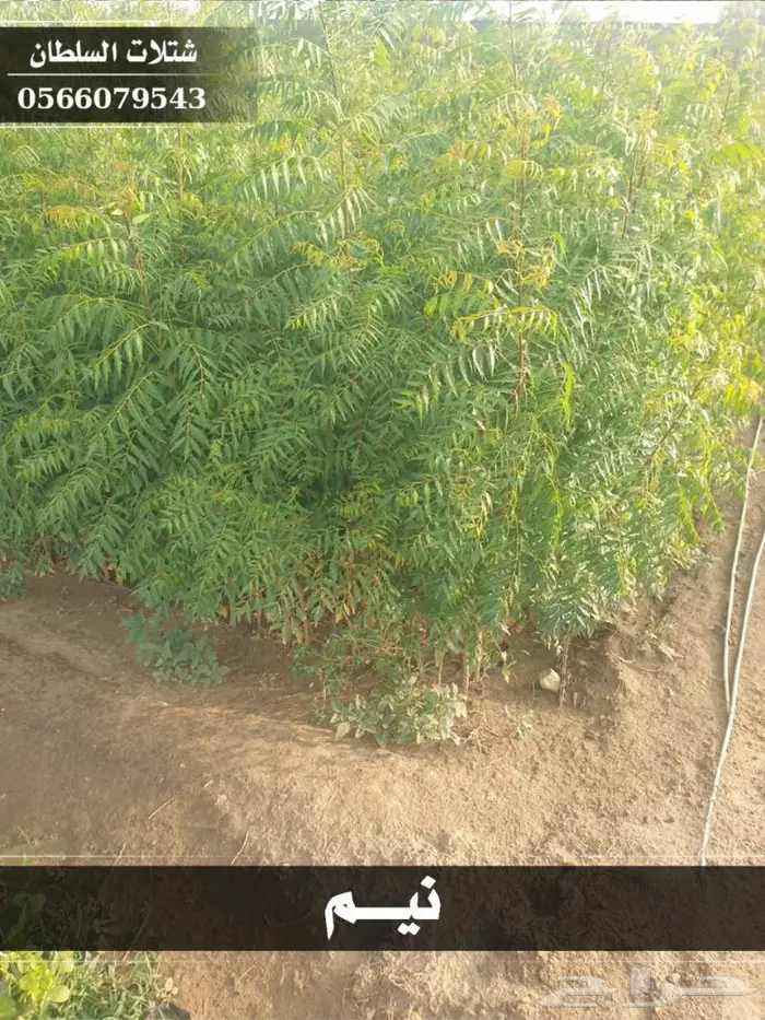 شتلات السلطان الزراعية 0566079543 12