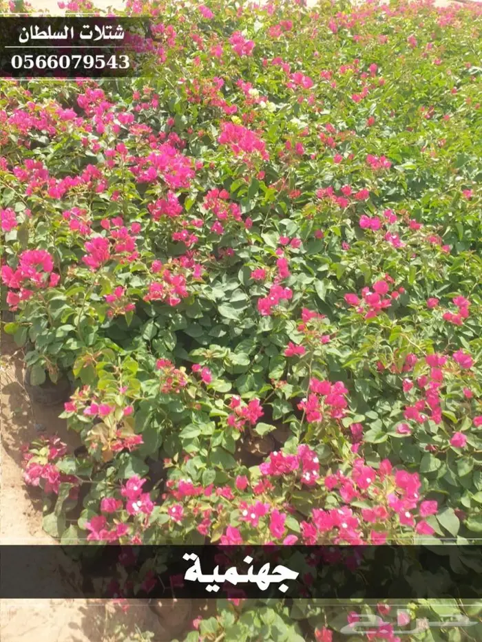 شتلات السلطان الزراعية 0566079543 13