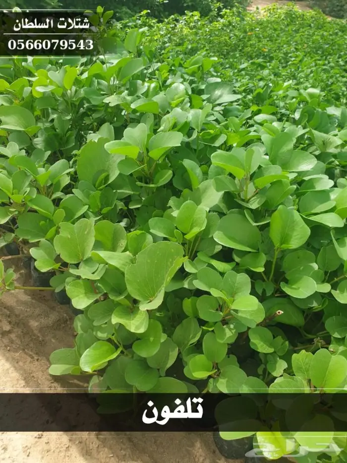 شتلات السلطان الزراعية 0566079543 14