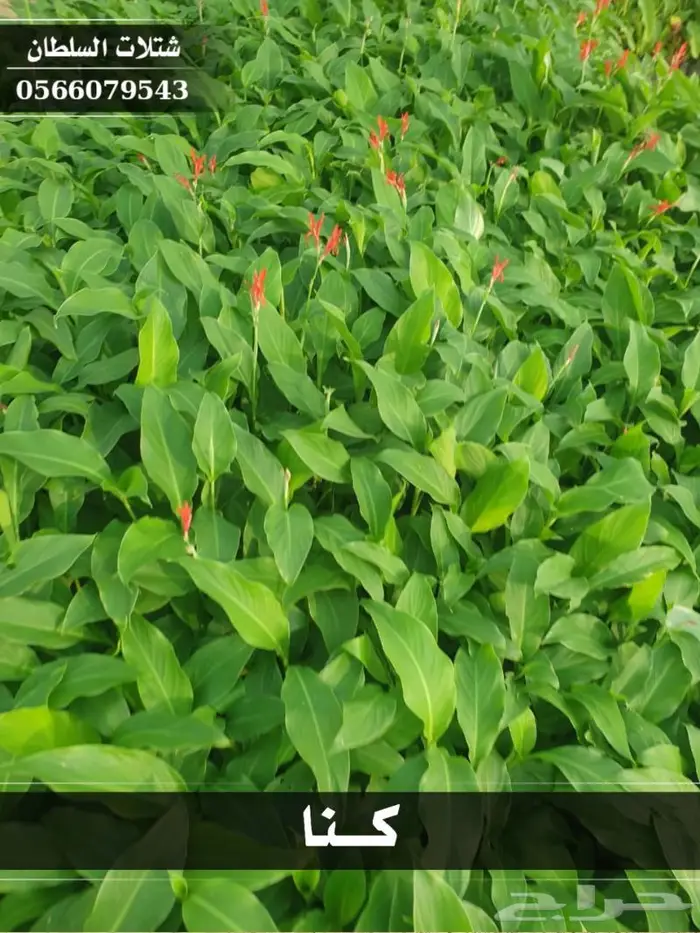 شتلات السلطان الزراعية 0566079543 15