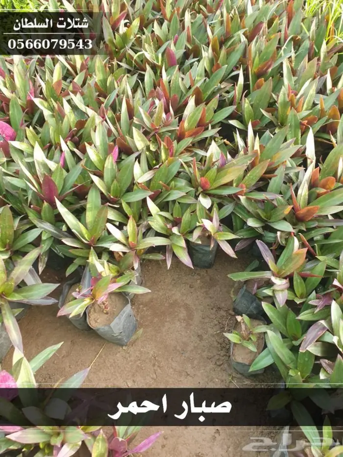 شتلات السلطان الزراعية 0566079543 16