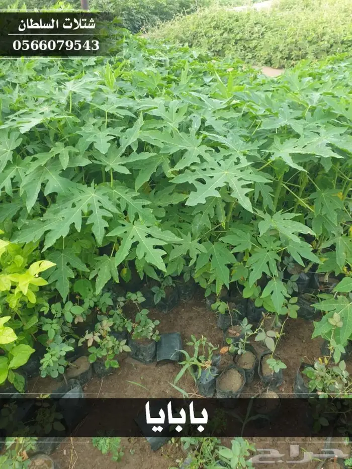 شتلات السلطان الزراعية 0566079543 17