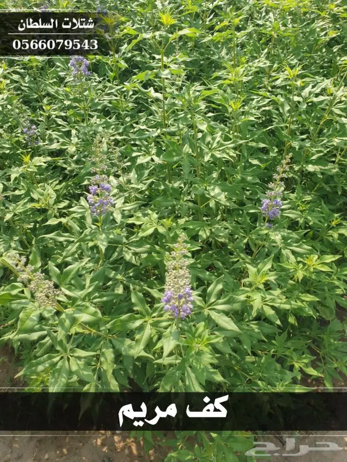 شتلات السلطان الزراعية 0566079543 18