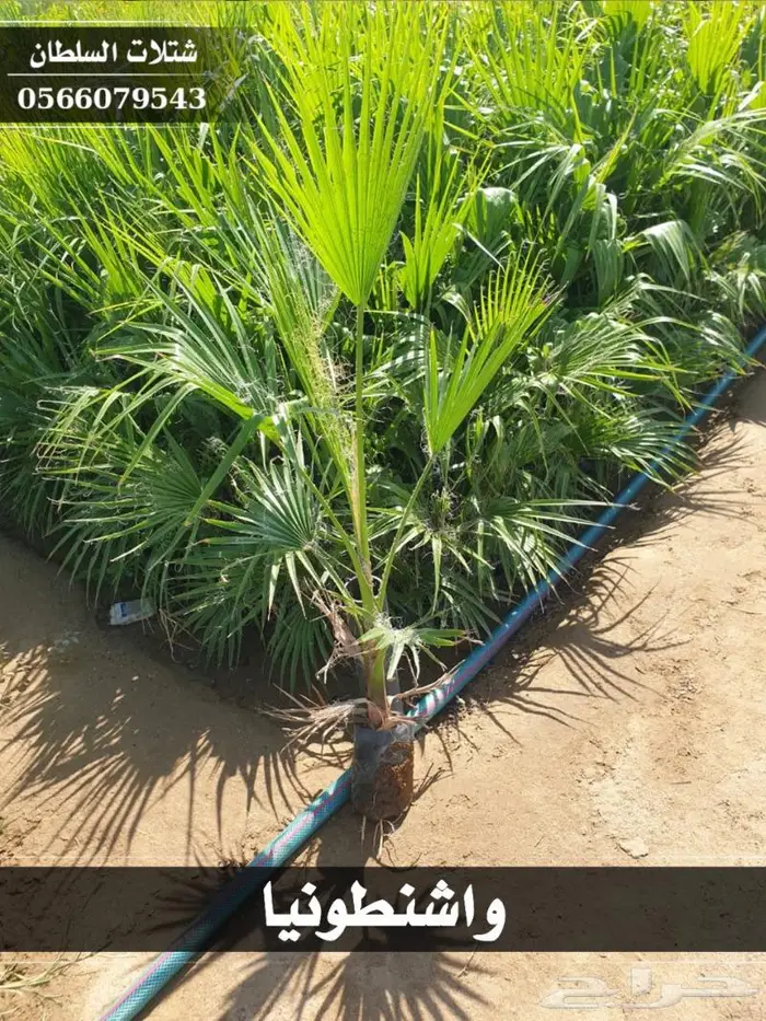 شتلات السلطان الزراعية 0566079543 3