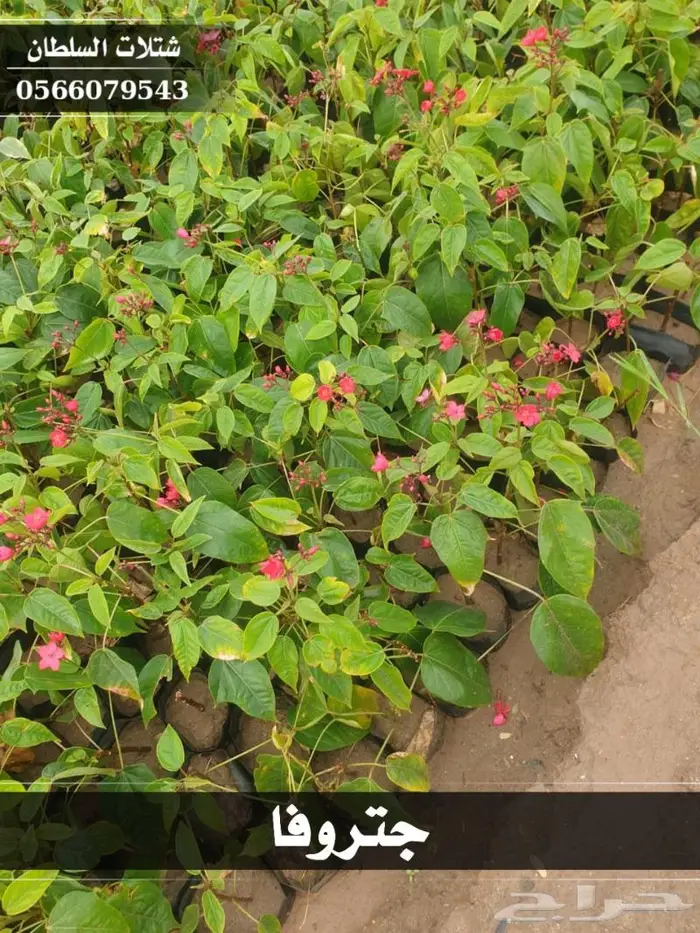 شتلات السلطان الزراعية 0566079543 5