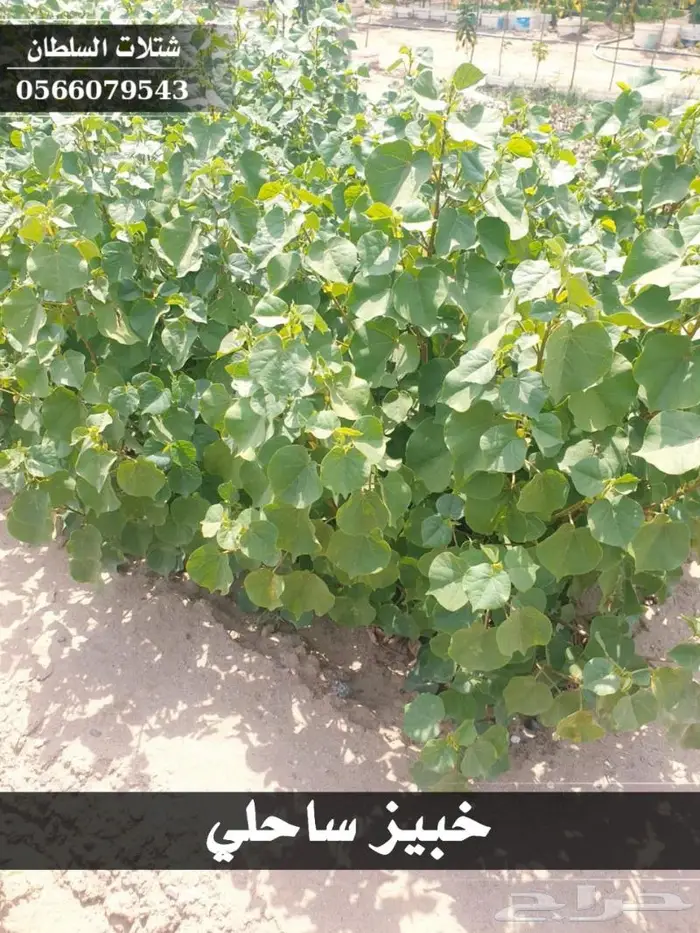 شتلات السلطان الزراعية 0566079543 7