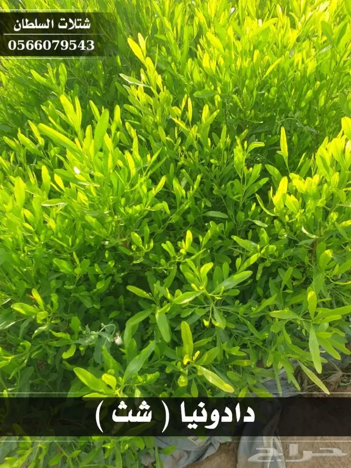 شتلات السلطان الزراعية 0566079543 26
