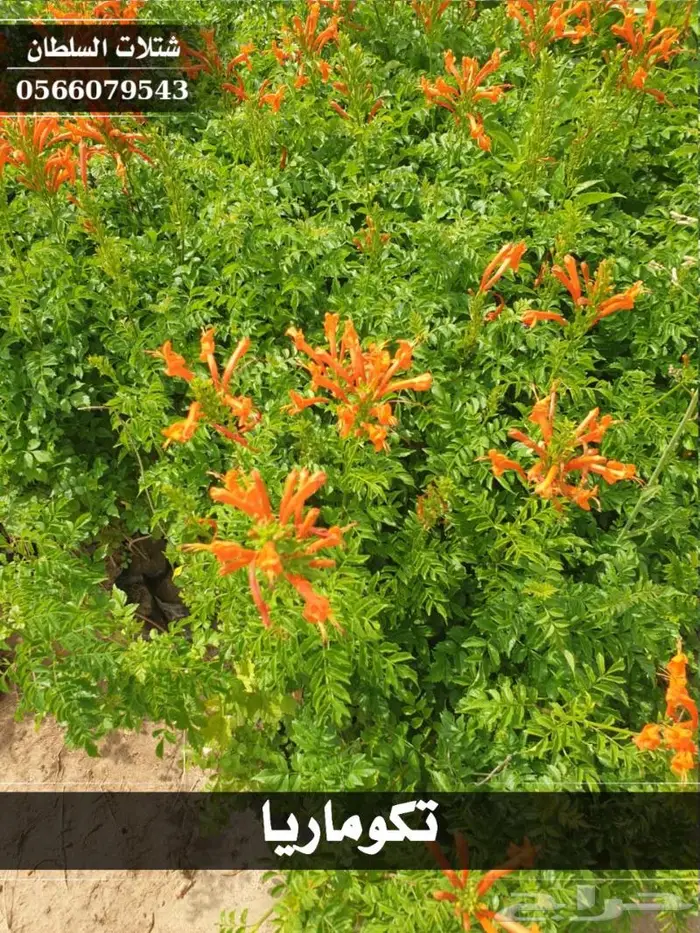 شتلات السلطان الزراعية 0566079543 28