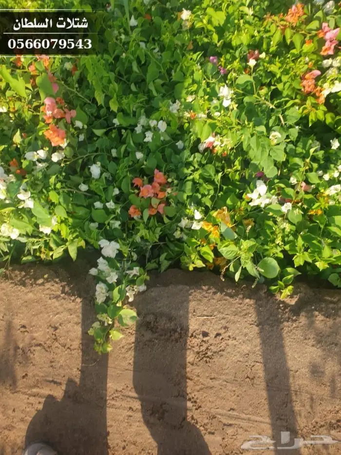 شتلات السلطان الزراعية 0566079543 29