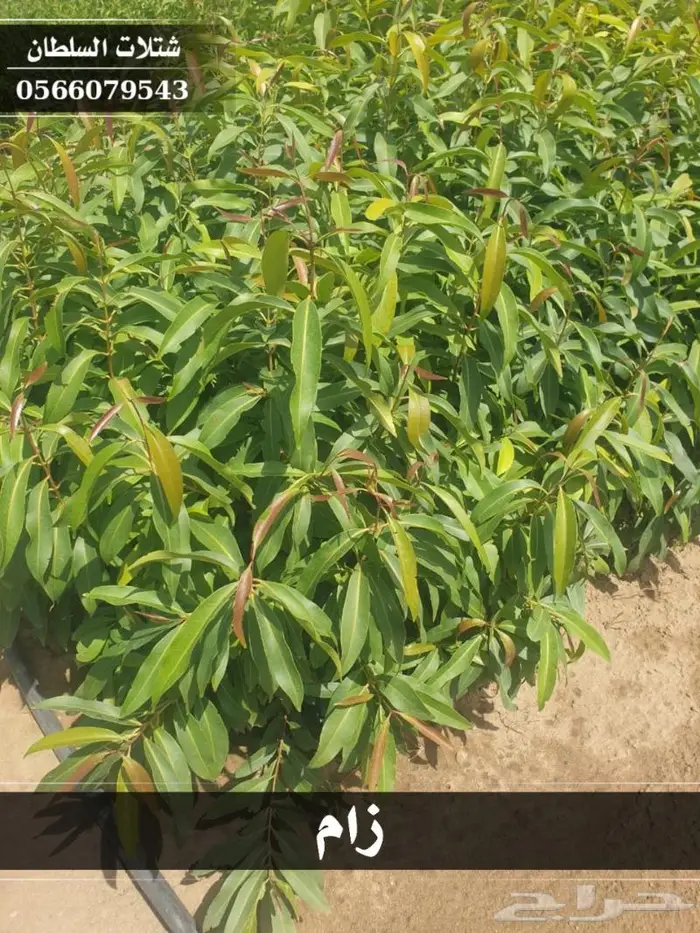 شتلات السلطان الزراعية 0566079543 32