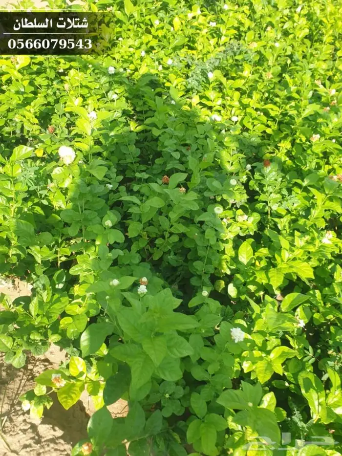 شتلات السلطان الزراعية 0566079543 33