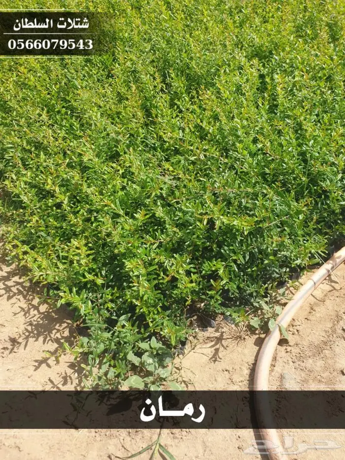شتلات السلطان الزراعية 0566079543 35