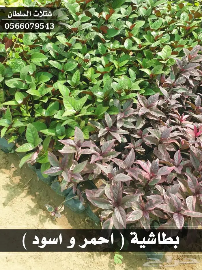 شتلات السلطان الزراعية 0566079543 19