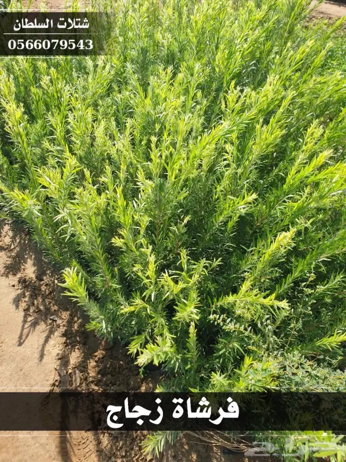 شتلات السلطان الزراعية 0566079543 20