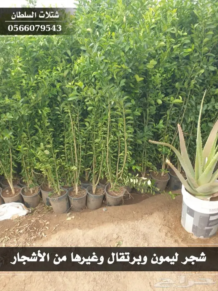 شتلات السلطان الزراعية 0566079543 21