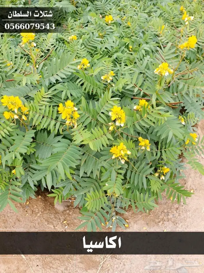 شتلات السلطان الزراعية 0566079543 22