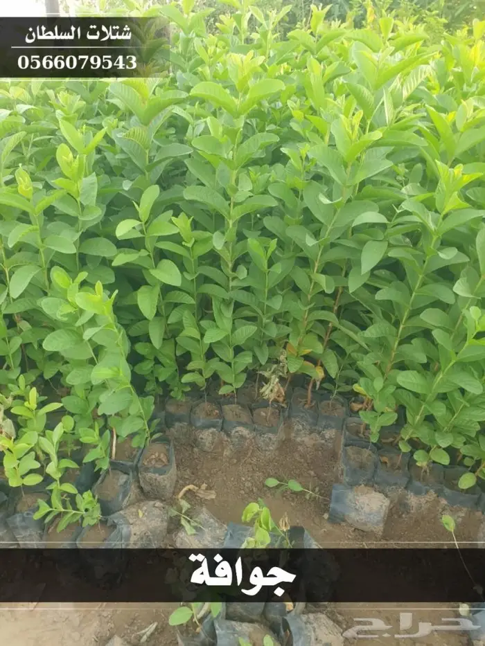 شتلات السلطان الزراعية 0566079543 23