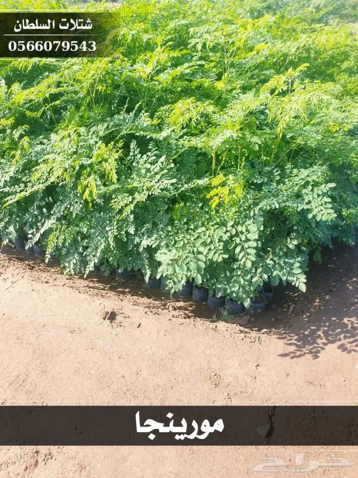 شتلات السلطان الزراعية 0566079543 24