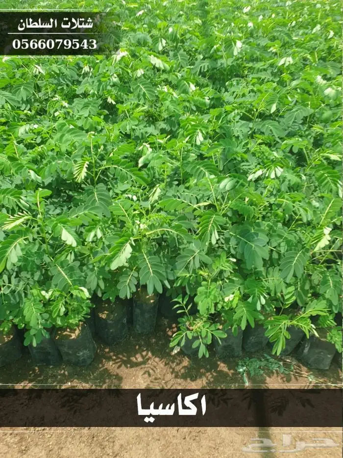 شتلات السلطان الزراعية 0566079543 25