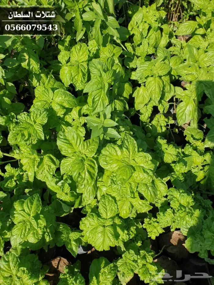 شتلات السلطان الزراعية 0566079543 44