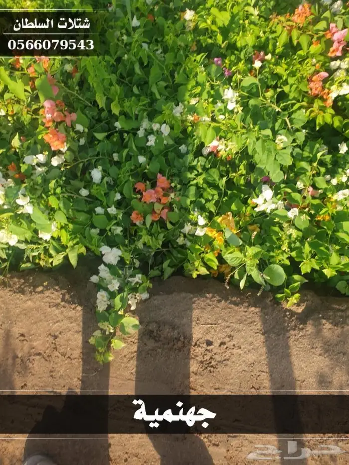 شتلات السلطان الزراعية 0566079543 45