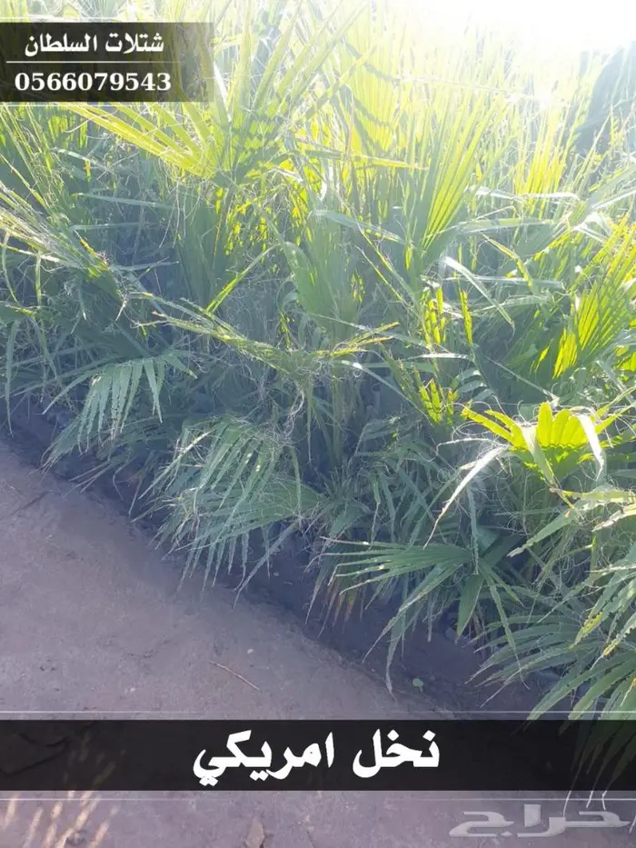 شتلات السلطان الزراعية 0566079543 36
