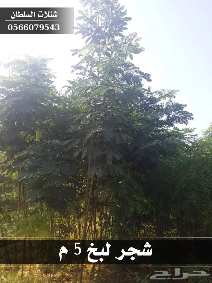 شتلات السلطان الزراعية 0566079543 37