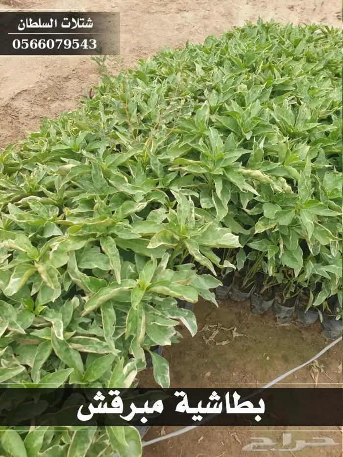 شتلات السلطان الزراعية 0566079543 38