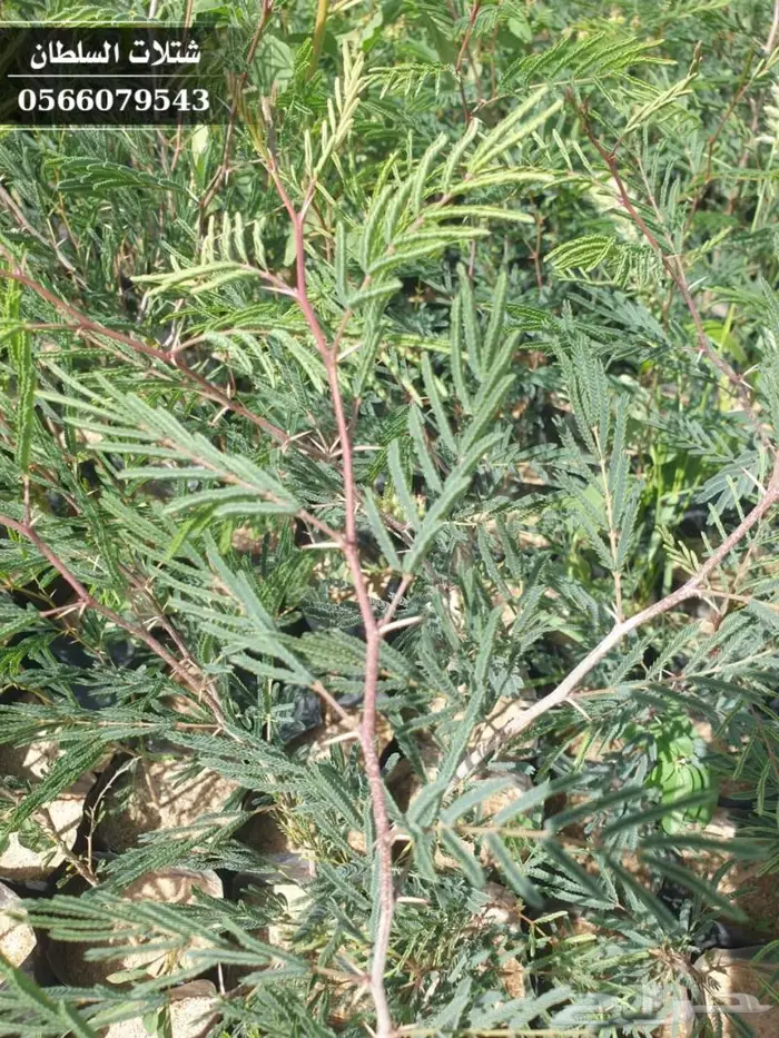 شتلات السلطان الزراعية 0566079543 39