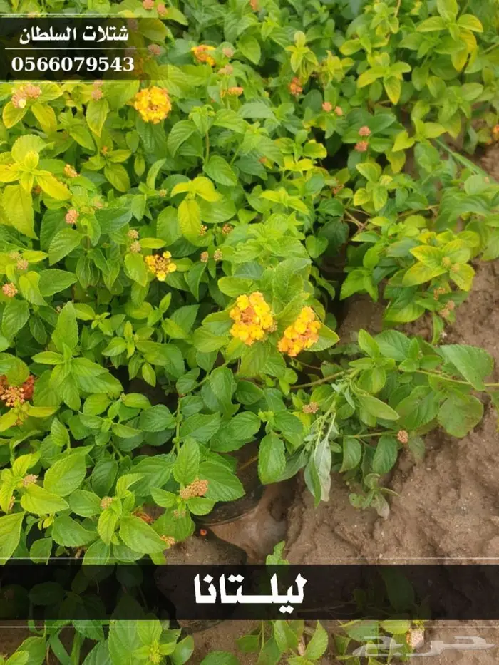 شتلات السلطان الزراعية 0566079543 40
