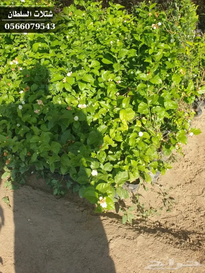 شتلات السلطان الزراعية 0566079543 41