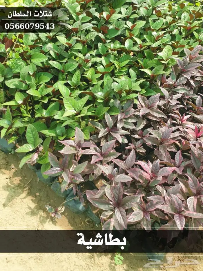 شتلات السلطان الزراعية 0566079543 43