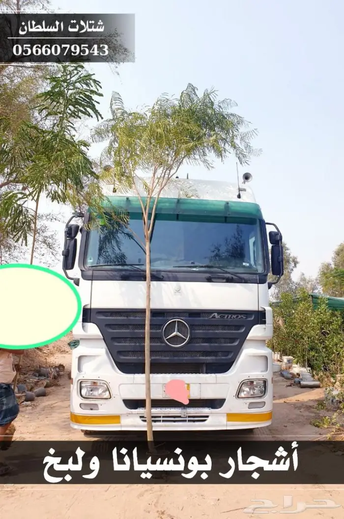 شتلات السلطان الزراعية 0566079543 9