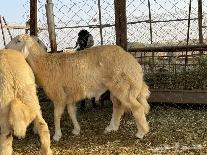 ذبايح حريه توصلك مذبوحه وجاهزه مانسبتك لاتاخذها نضمن جودتها 3