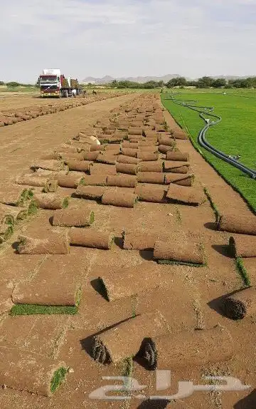 ثيل طبيعي نجيله C2000 صافي درجه اولى مياه ابار افضل جوده 3