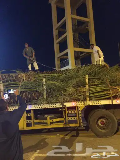 ثيل طبيعي نجيله C2000 صافي درجه اولى مياه ابار افضل جوده 7