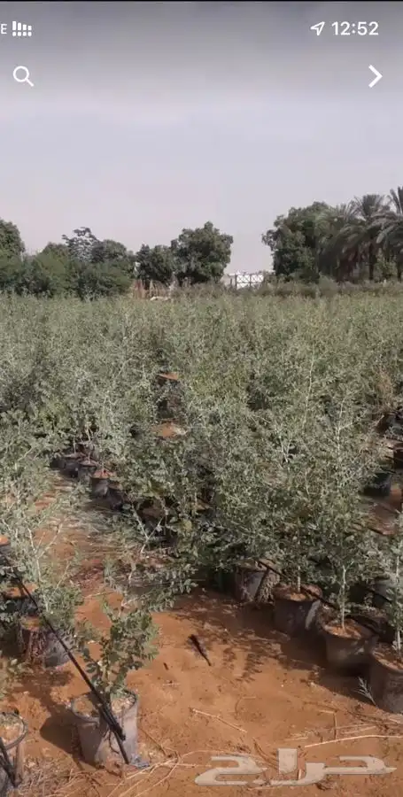 شتلات سدر بلدي لاصحاب المشاتل والمشاريع 0