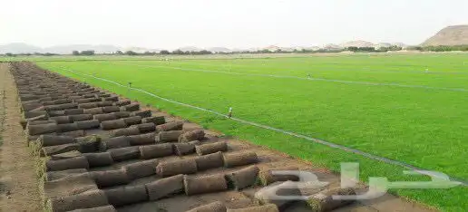 ثيل طبيعي نجيله C2000 صافي درجه اولى مياه ابار افضل جوده 4